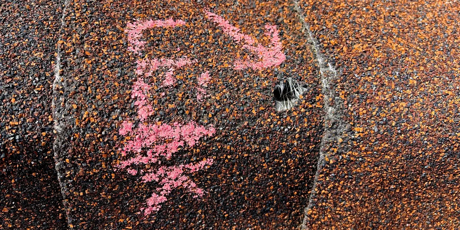 Shingle with hail damage Asphalt roof shingle with hail damage, showing granule loss and a visible puncture marked with pink chalk during a roof inspection.